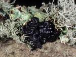 Black Witch's Butter: Exidia glandulosa - fungi species list A Z